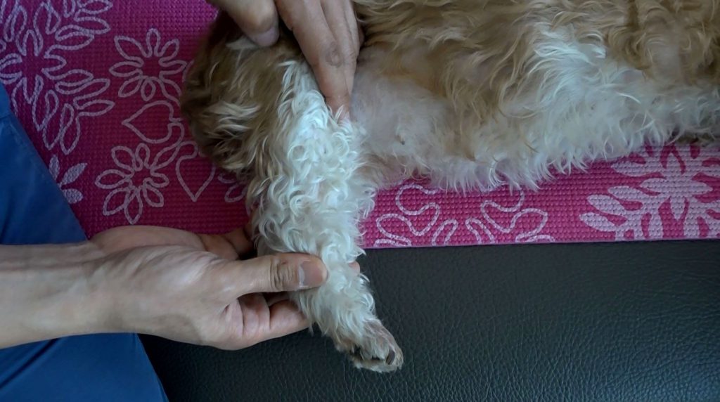 [by petzine] 이완 스트레칭. 강아지가 아파하지 않는 선까지 무릎관절을 최대한으로 펴 10초간 자세 유지