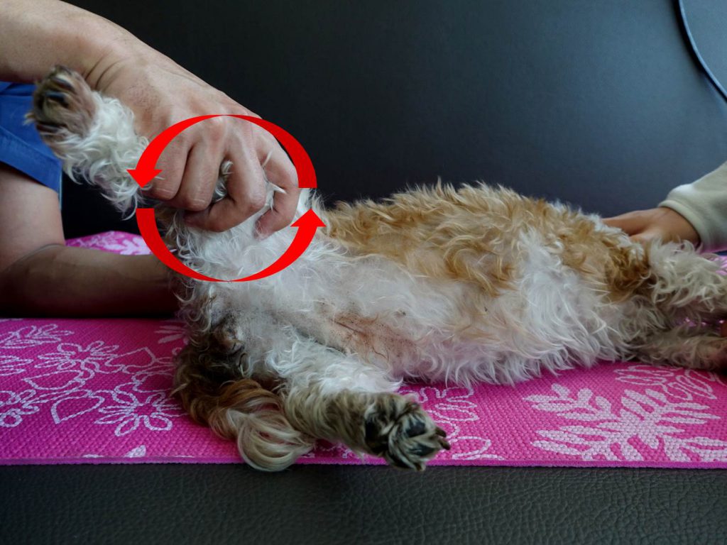 [by petzine] 무릎관절을 잡은 채 천천히 화살표방향으로 돌리기, 좌·우, 위·아래 등으로 부드럽게 굽혔다 펴기 운동을 해준다