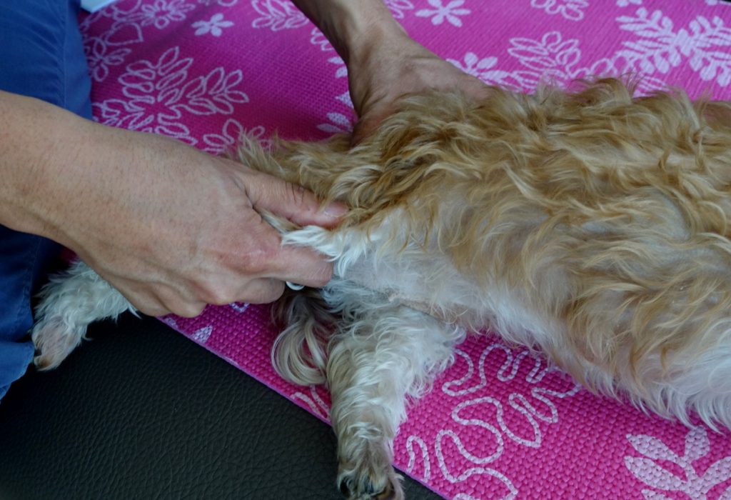 [by petzine] 마무리 이완스트레칭. 엉덩관절을 최대한 편 상태에서 10초간 자세 유지