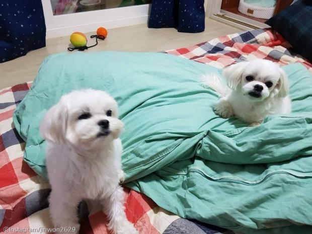ⓒ노트펫