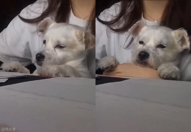 ⓒ노트펫