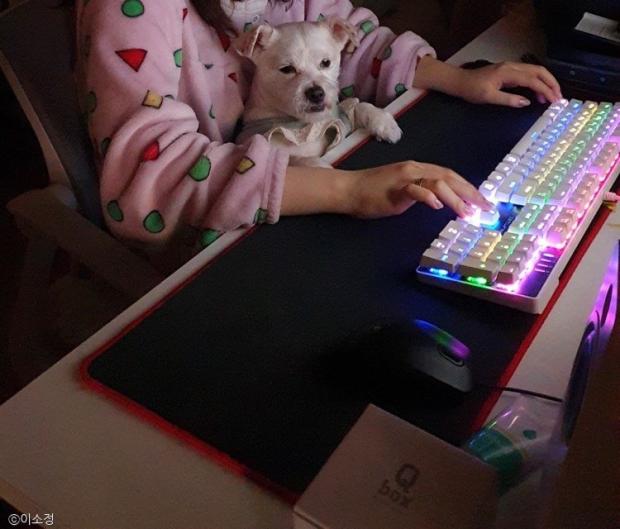 ⓒ노트펫