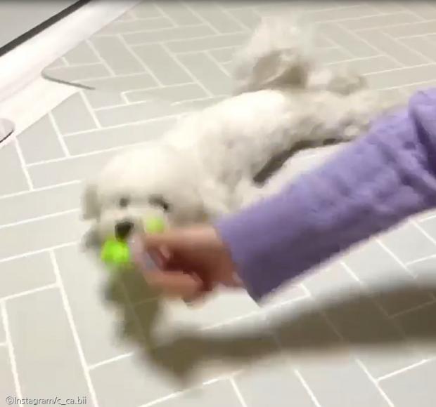 ⓒ노트펫