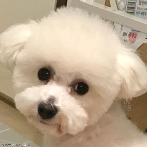 ⓒ노트펫