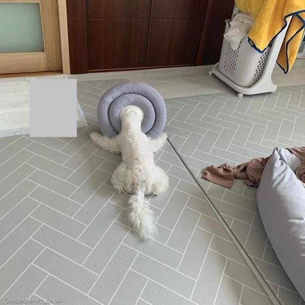 ⓒ노트펫