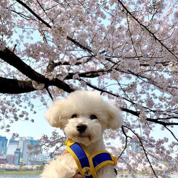 ⓒ노트펫