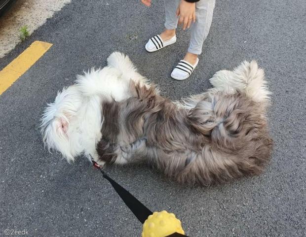 ⓒ노트펫