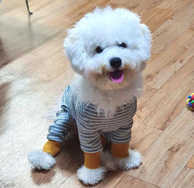 ⓒ노트펫