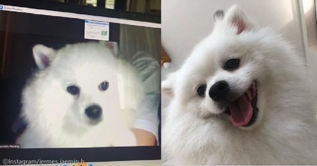 ⓒ노트펫
