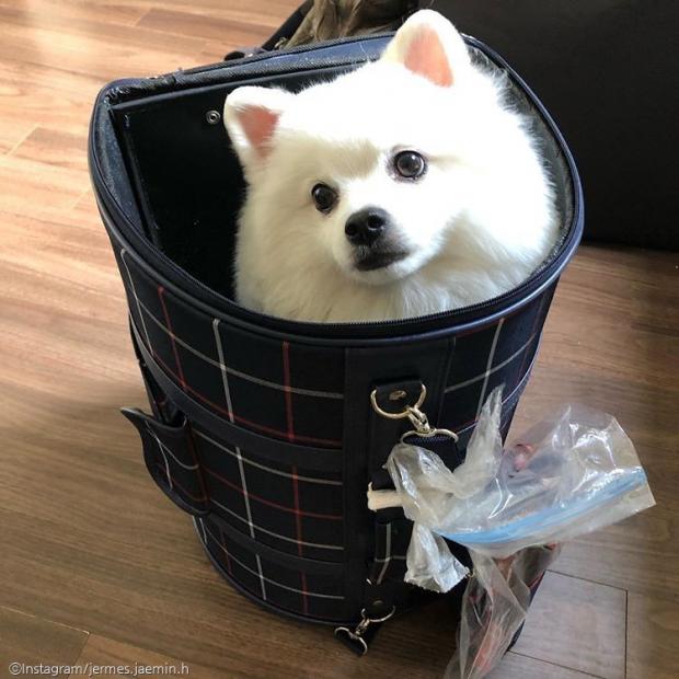 ⓒ노트펫