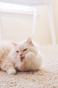 고양이 납중독