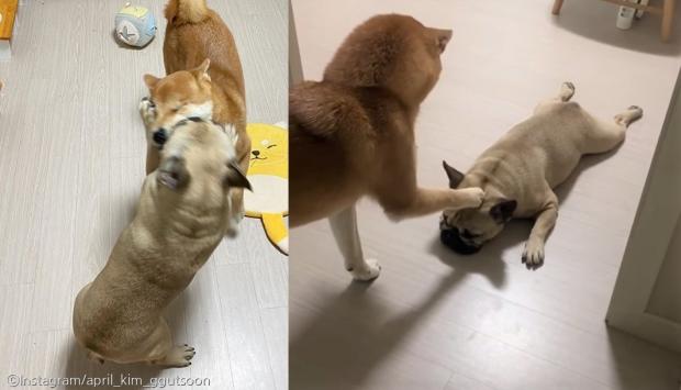 ⓒ노트펫