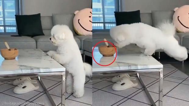 ⓒ노트펫