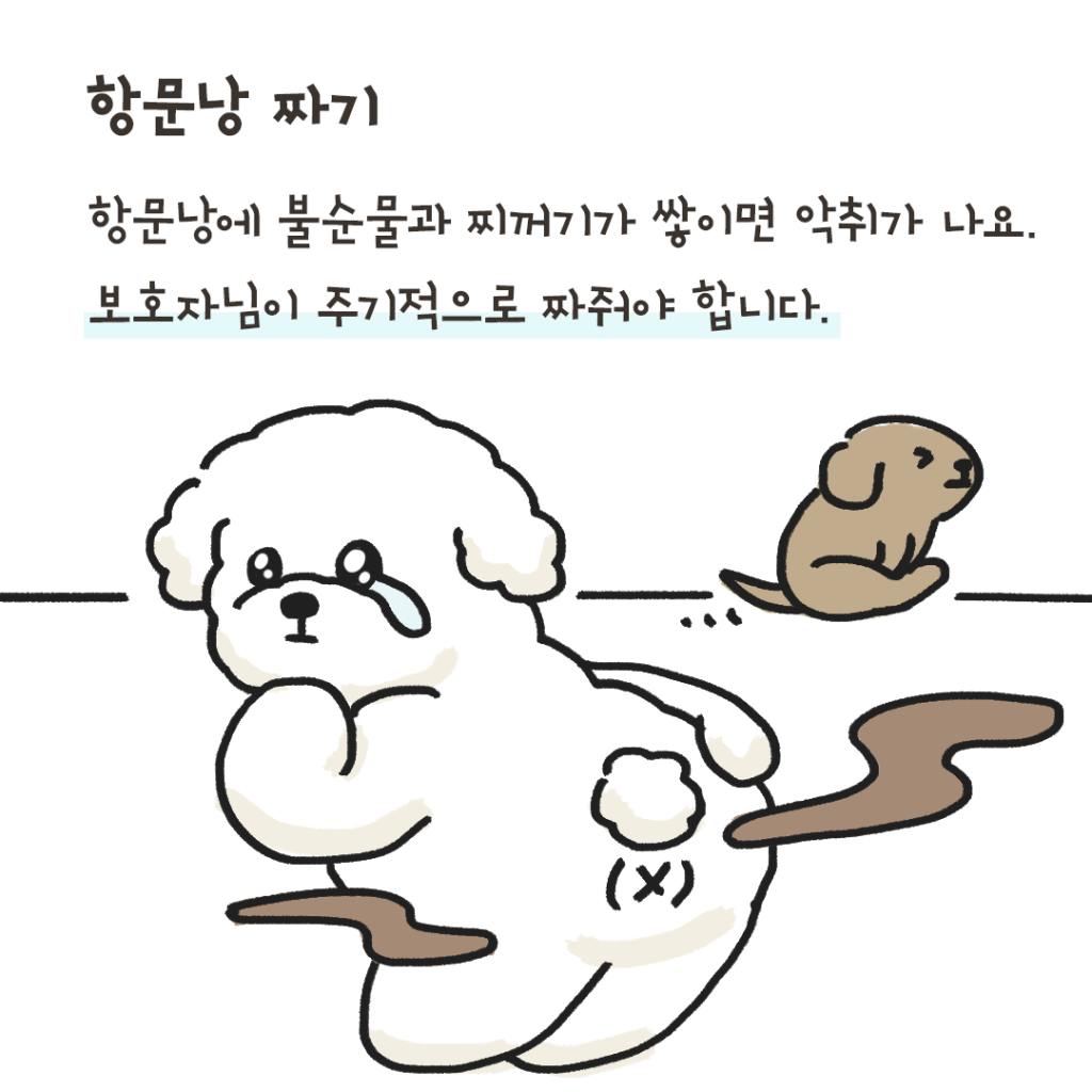 개냄새 해결 방법