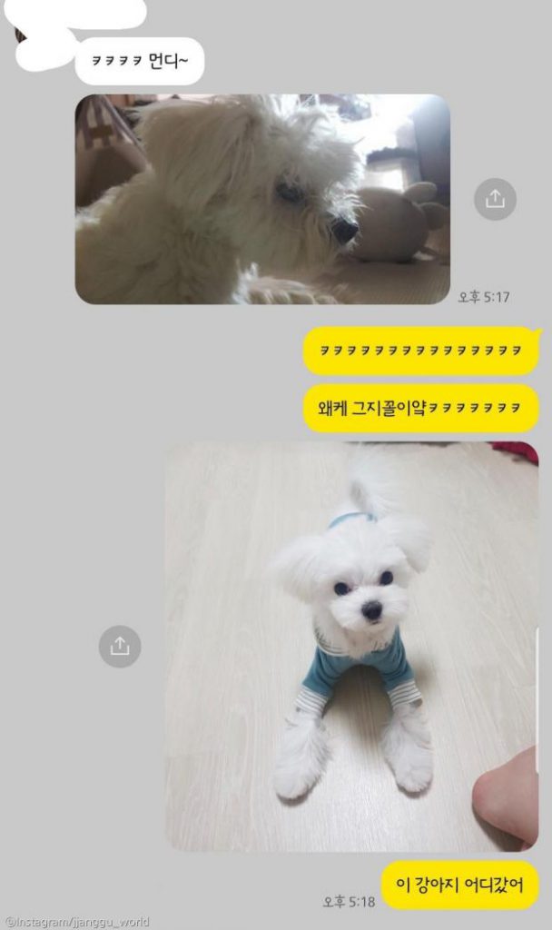 ⓒ노트펫