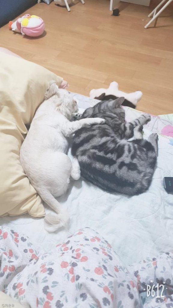 ⓒ노트펫
