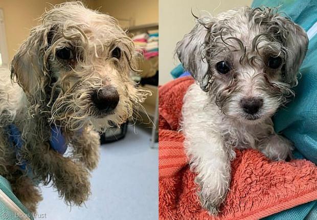 1차로 기름을 닦은 강아지들.
