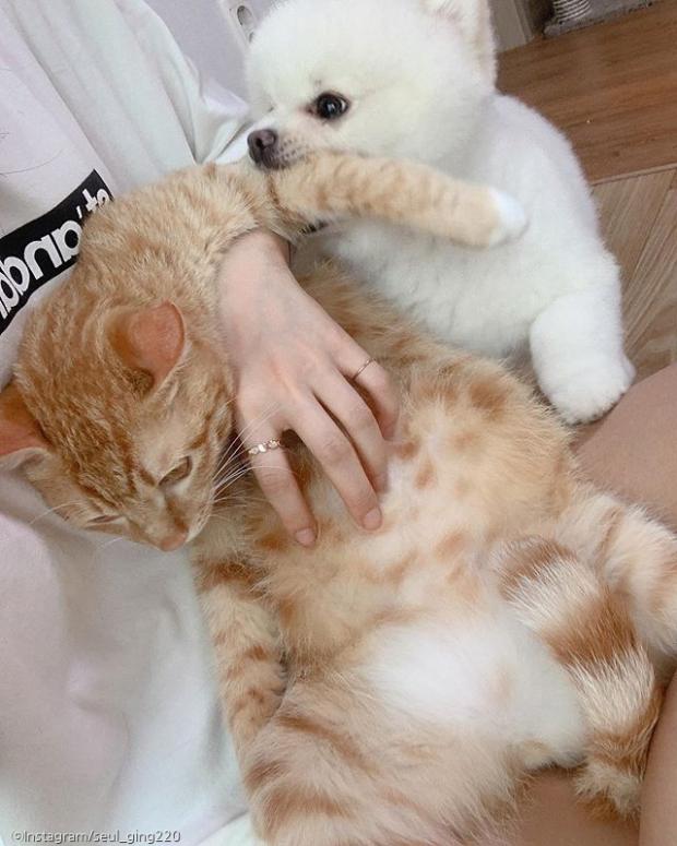 ⓒ노트펫
