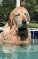 batch_03.gif