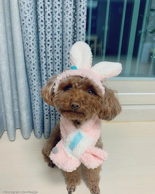 ⓒ노트펫