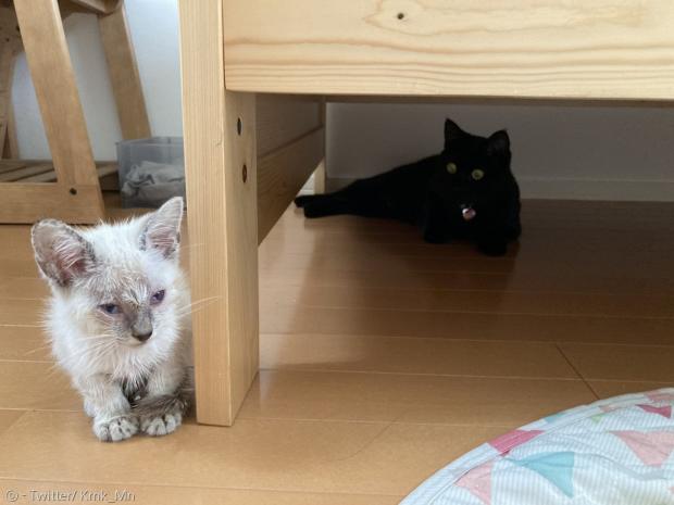 현재 사회적 거리두기 중인 미나와 흰 고양이.