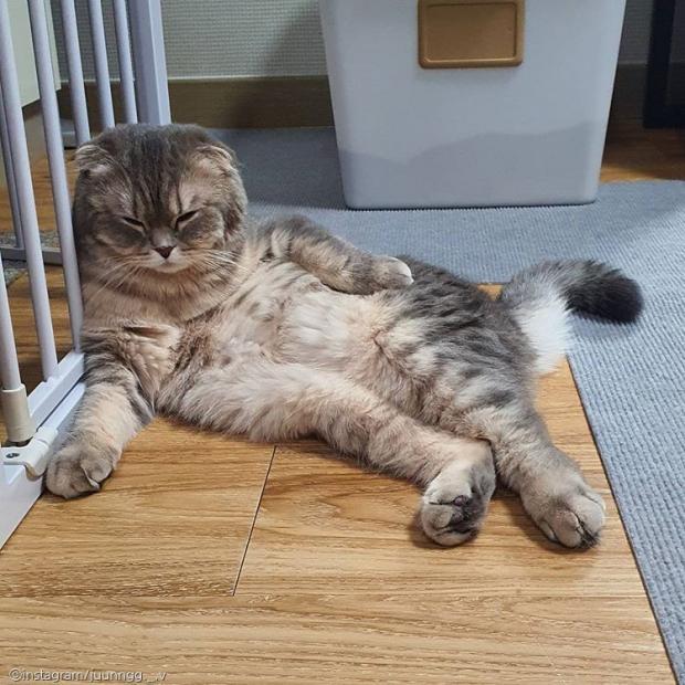 ⓒ노트펫