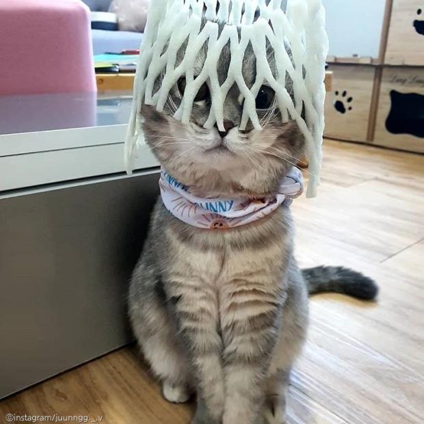 ⓒ노트펫