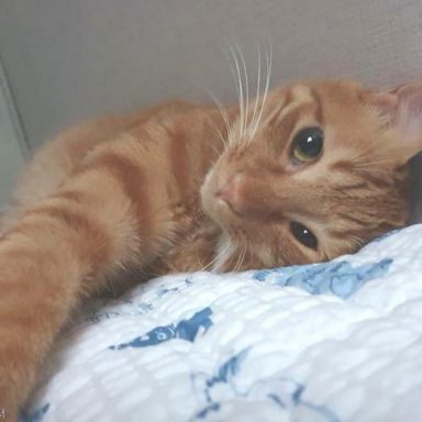 ⓒ노트펫