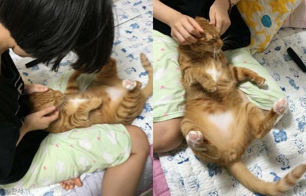 ⓒ노트펫