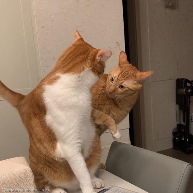 ⓒ노트펫