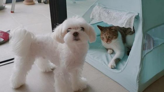 ⓒ노트펫