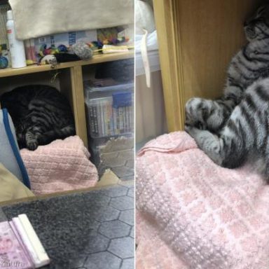 지로리는 원래 도둑고양이였지만, 이제 아사쿠사 연예홀 매표소에서 숙식을 해결하는 직원이다.
