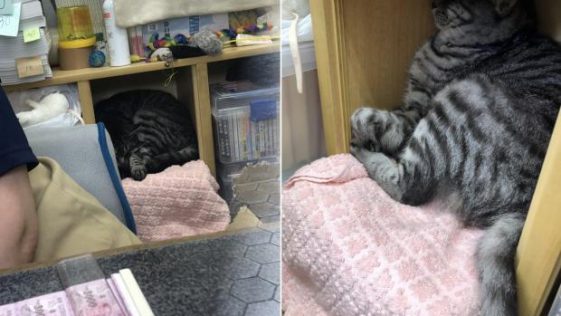 지로리는 원래 도둑고양이였지만, 이제 아사쿠사 연예홀 매표소에서 숙식을 해결하는 직원이다.