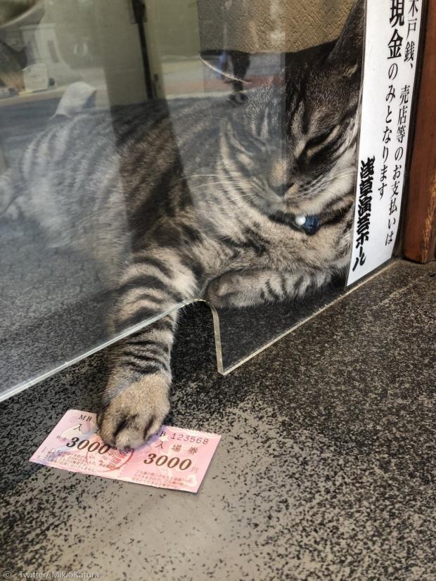 고양이 지로리가 귀찮다는 듯 매표소에서 입장권 한 장을 성의 없게 내밀었다.