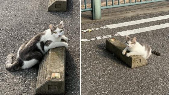 주차방지턱 사랑은 고양이.