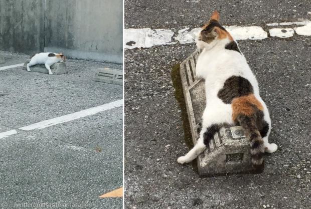 주차방지턱 고양이 목격담이 속출했다.