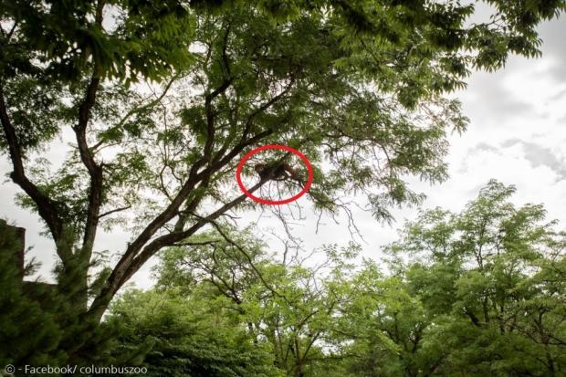 동물원 사육사들이 출동하자, 코라(빨간 원)가 나무 위에 숨어버렸다.