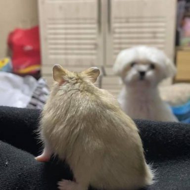 ⓒ노트펫