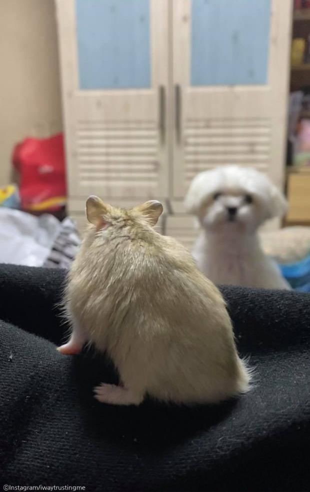 ⓒ노트펫