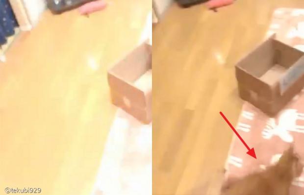 거실 불을 켜자 모습을 드러낸 냐지라.