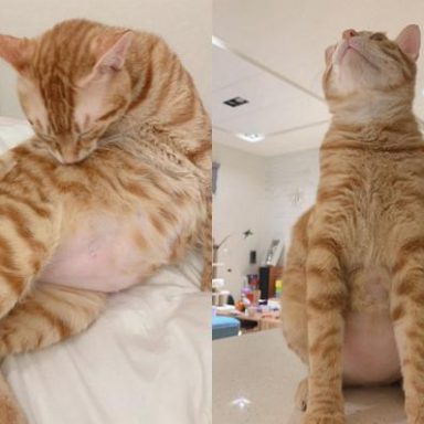 핑크 뱃살 보이며 냥풍당당한 오디.