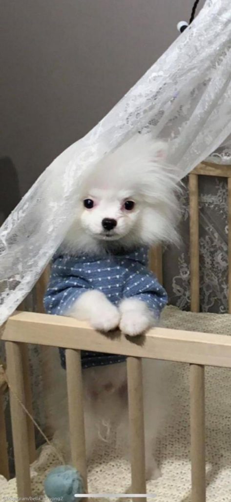 ⓒ노트펫