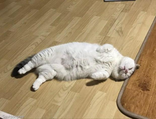 ⓒ노트펫