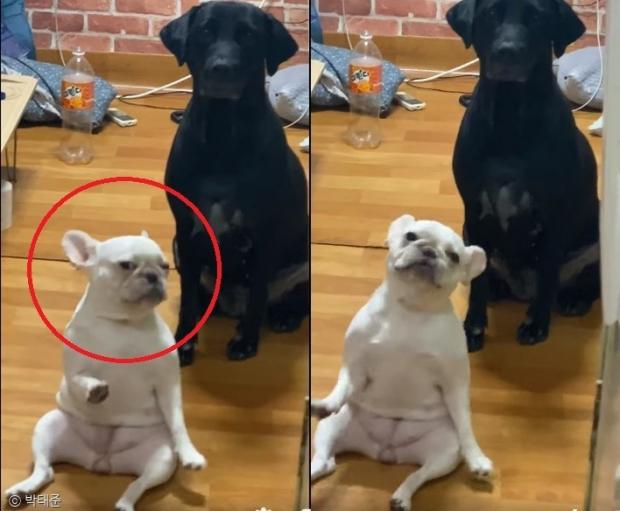 ⓒ노트펫