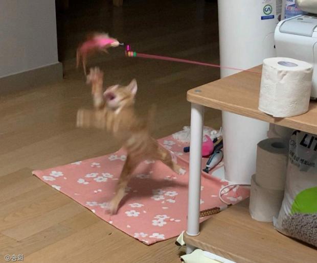 ⓒ노트펫