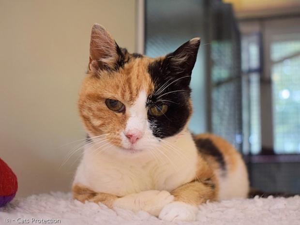 실종 당시 3살이던 고양이 조지는 이제 15살 노령이 됐다.