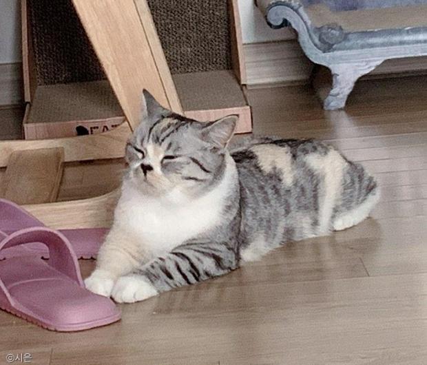 ⓒ노트펫