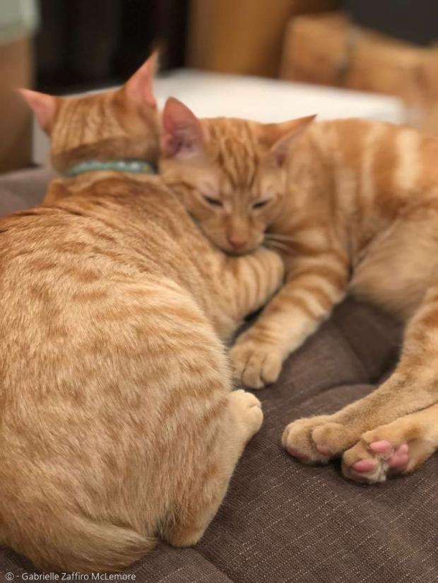 고양이 남매 진 랄피오와 모나리자는 한시도 떨어져 지내지 않는, 우애 깊은 남매다.