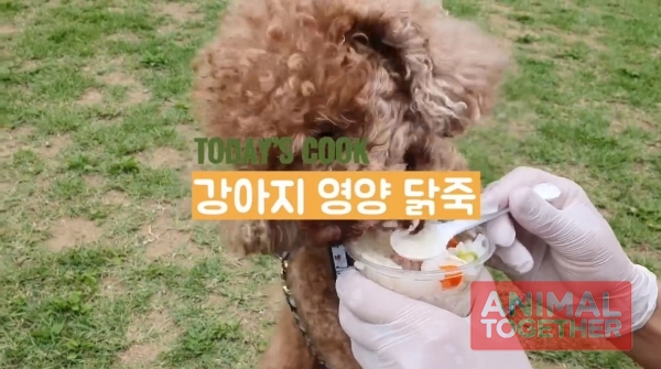 출처 : YOUTUBE '베이컹리TV' - 강아지 닭죽 레시피
