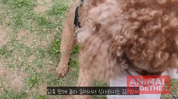출처 : YOUTUBE '베이컹리TV' - 강아지 닭죽 레시피
